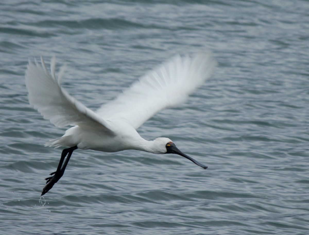 Royal Spoonbill - ML32066841