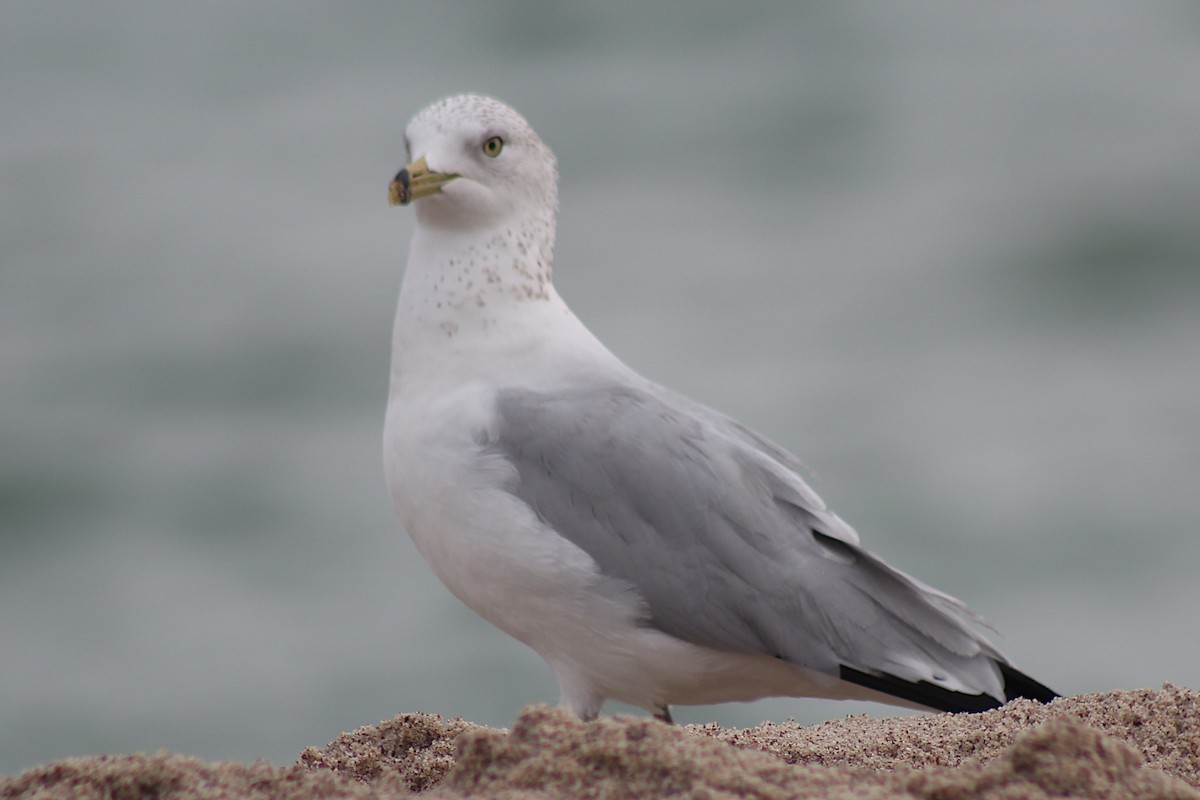 Ring-billed Gull - ML320668891