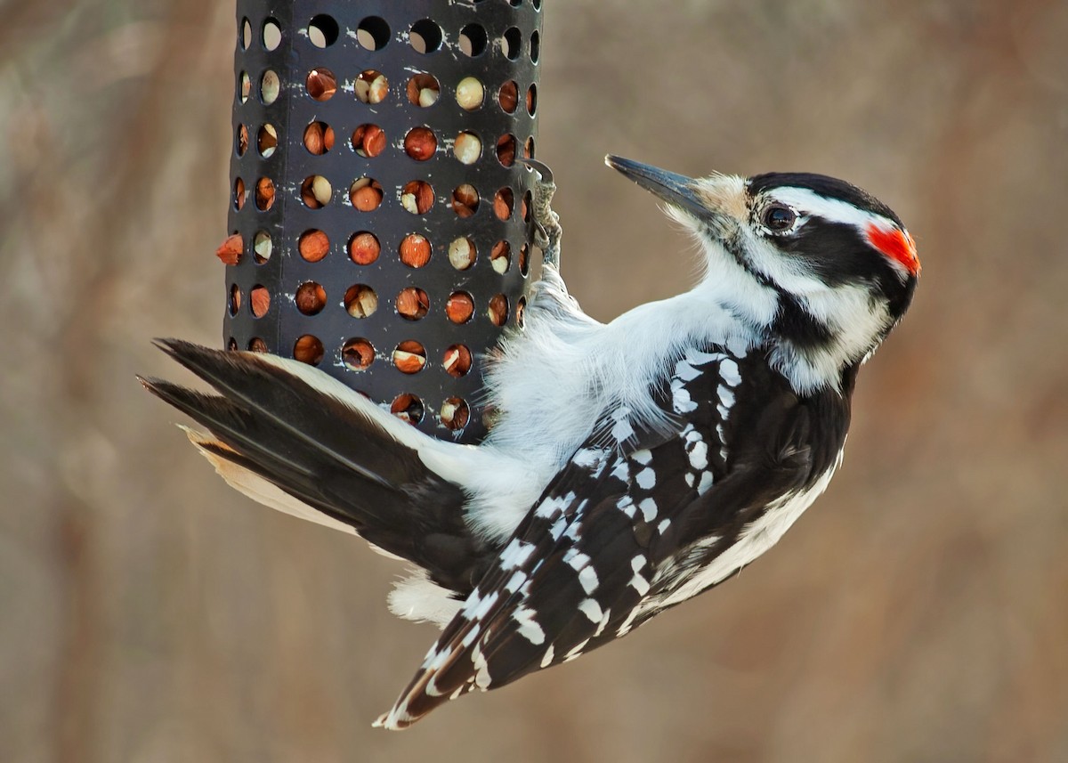 Hairy Woodpecker (Eastern) - Sue&Gary Milks