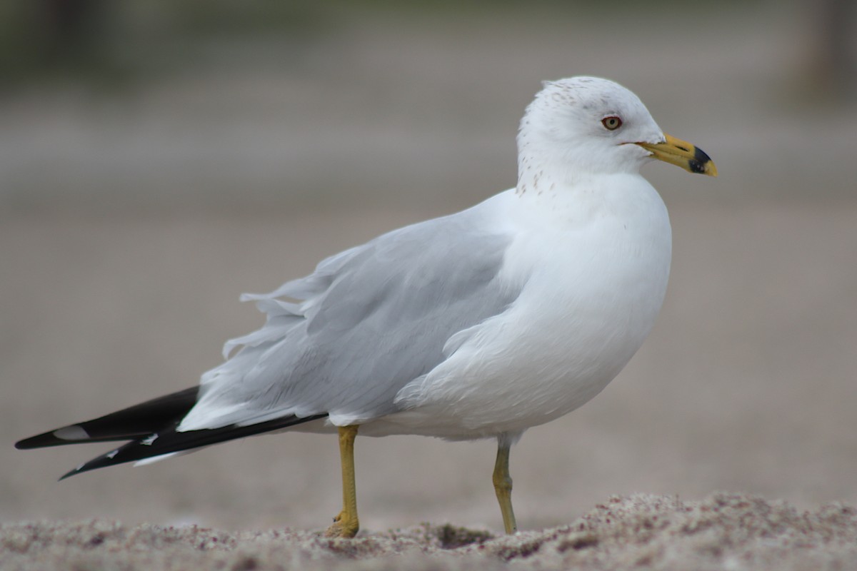 Ring-billed Gull - ML320671701