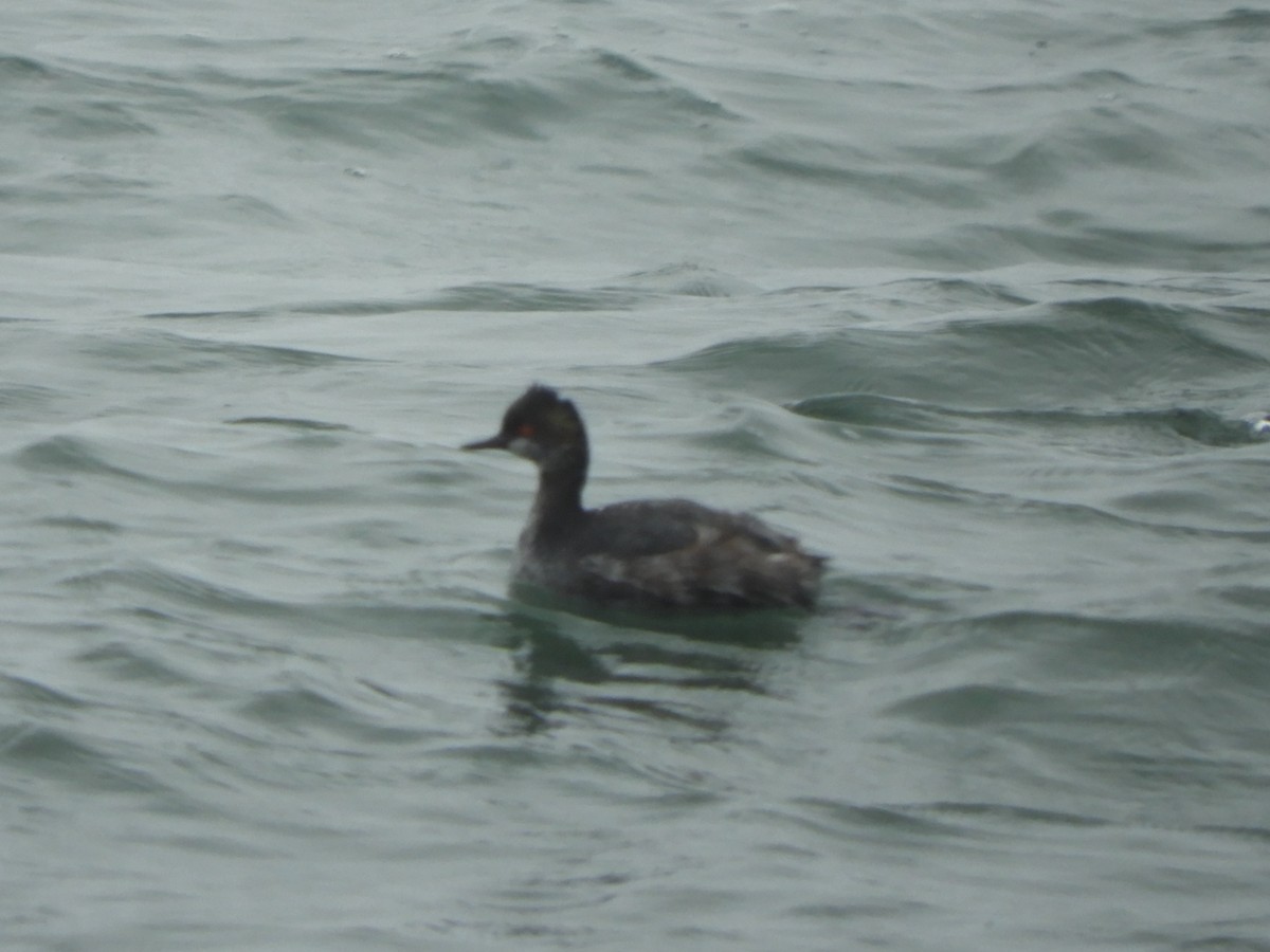 Eared Grebe - ML320672791