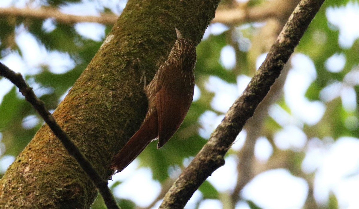 Cocoa Woodcreeper - ML320673011