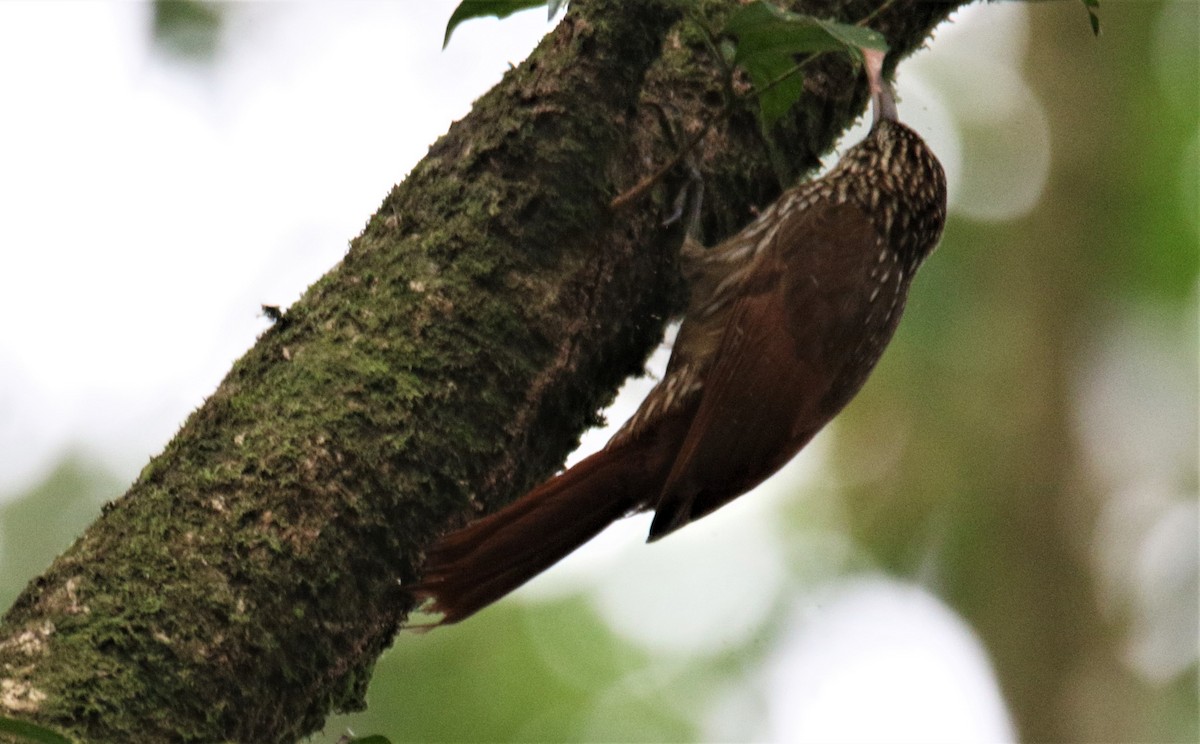 Cocoa Woodcreeper - ML320673041