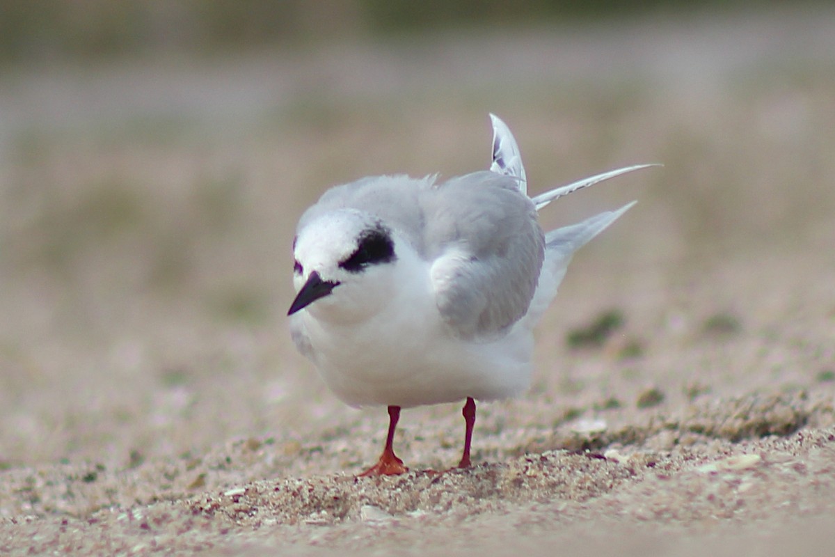 Forster's Tern - ML320675891