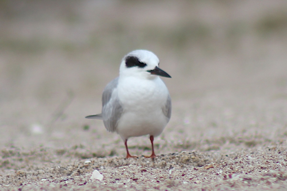 Forster's Tern - ML320676071