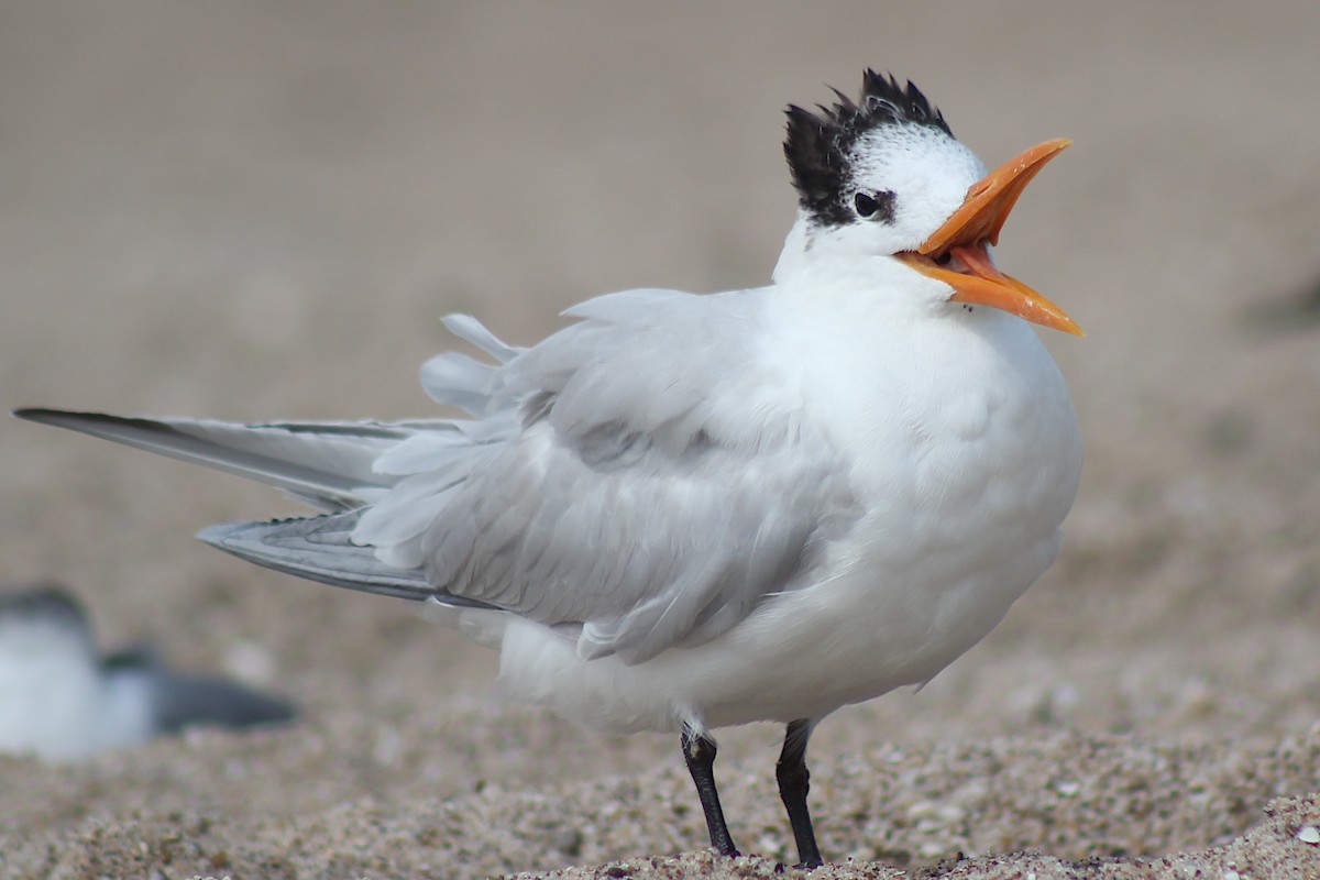 Royal Tern - ML320678001