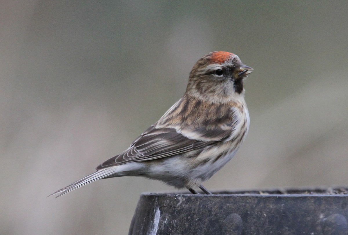 Redpoll (Lesser) - Paul Lewis