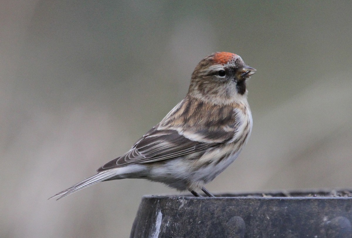 Lesser Redpoll - ML32067841