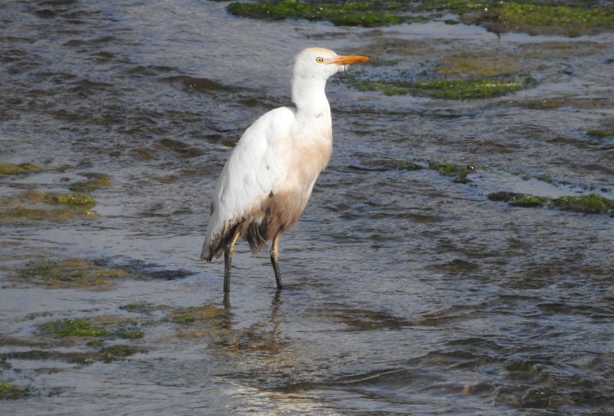 Western Cattle Egret - ML320679201