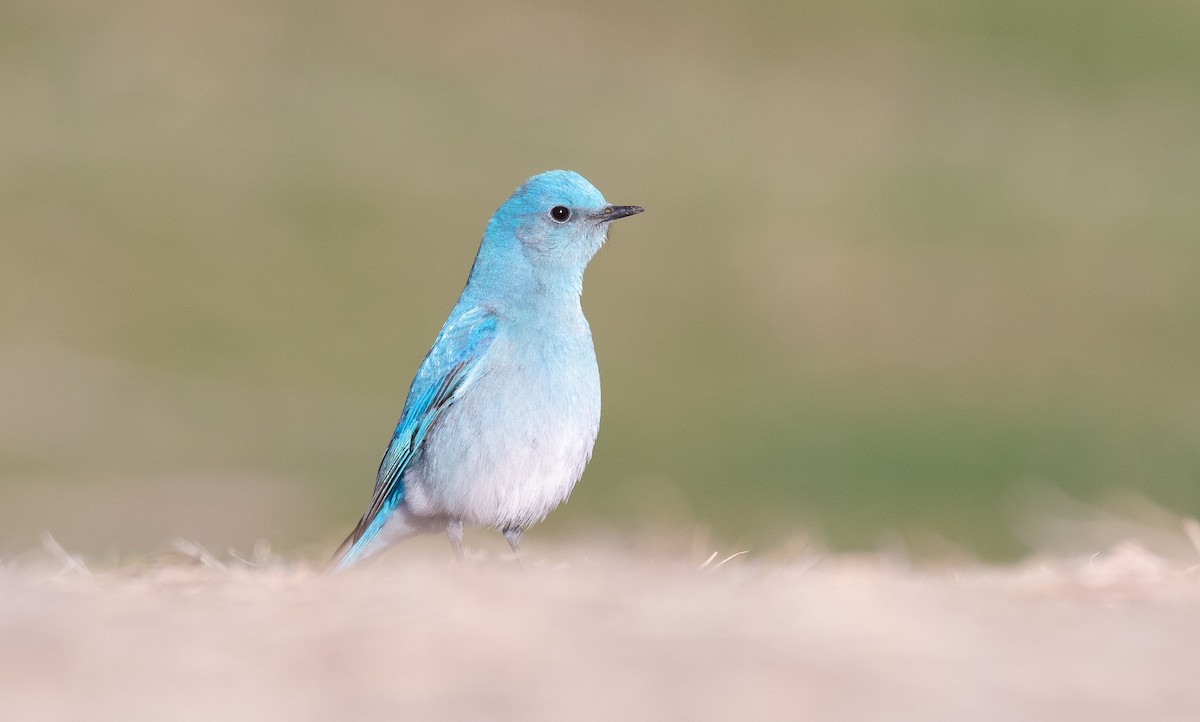 Mountain Bluebird - ML320679371