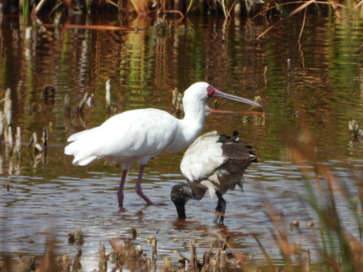 African Spoonbill - Timothy Whitehead