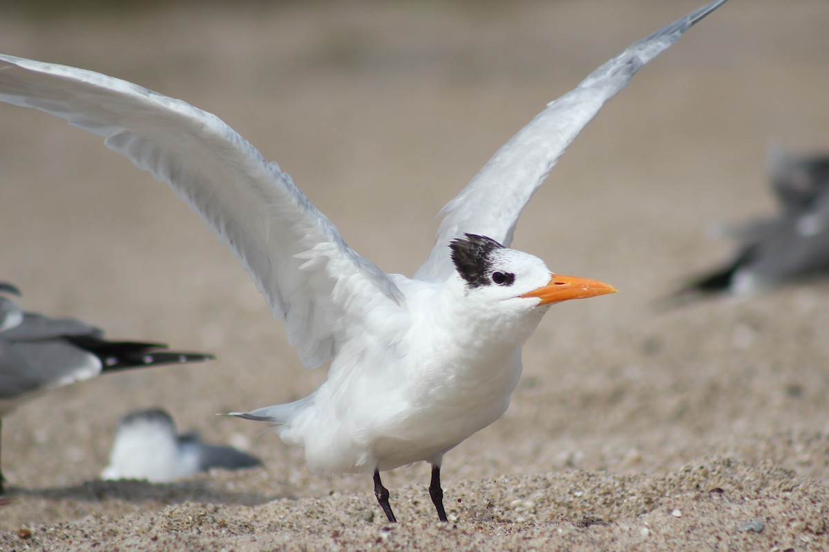 Royal Tern - ML320680031