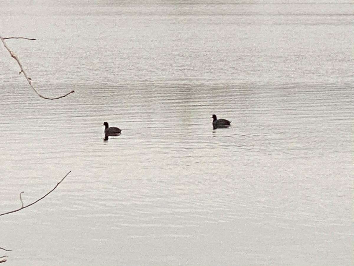 American Coot - ML320682351