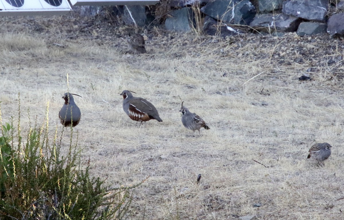 Mountain Quail - Dave Bengston