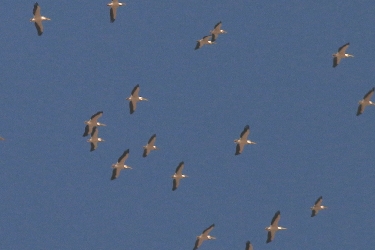 Great White Pelican - ML320683781