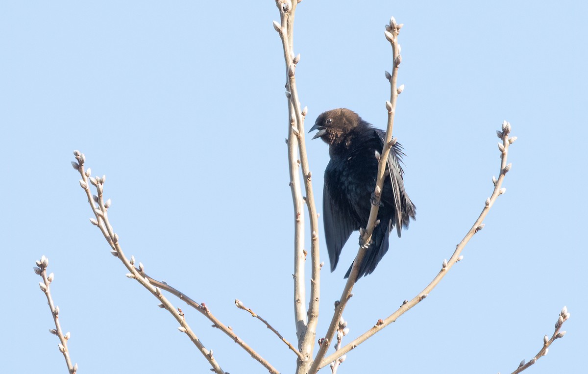 Brown-headed Cowbird - Kalpesh Krishna