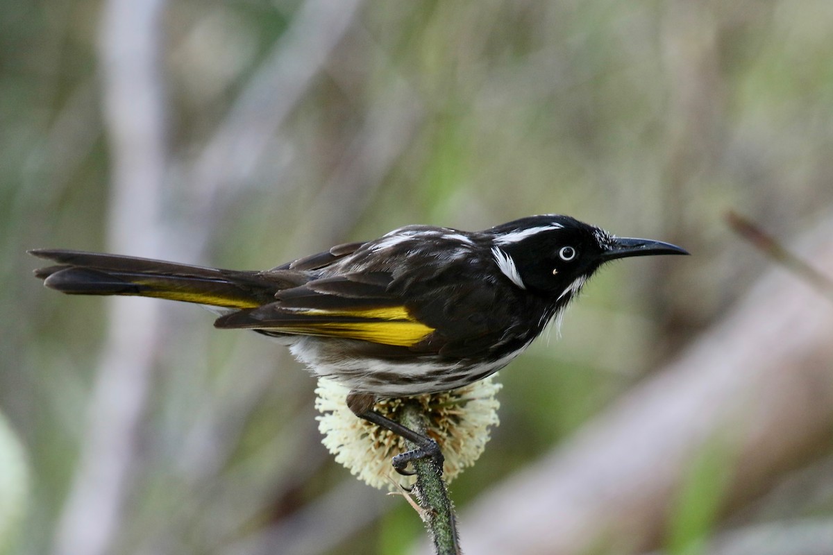 New Holland Honeyeater - ML320684181