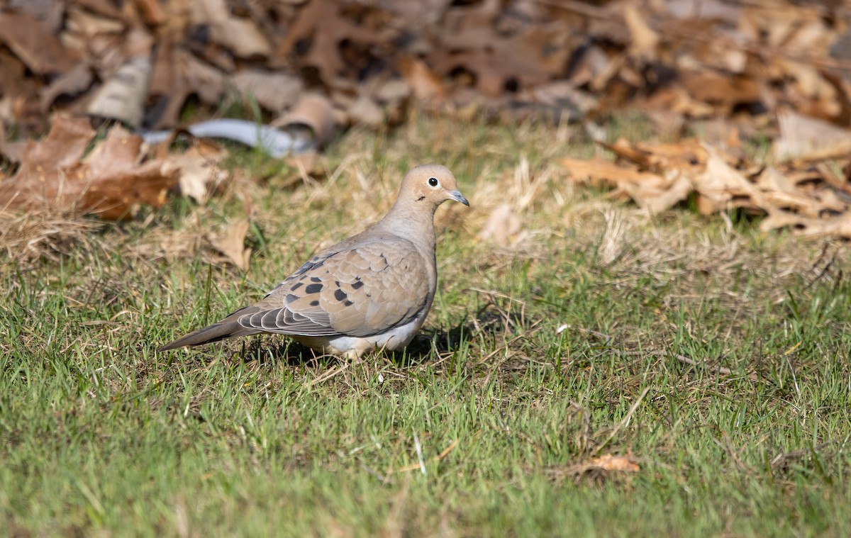 Mourning Dove - Kalpesh Krishna