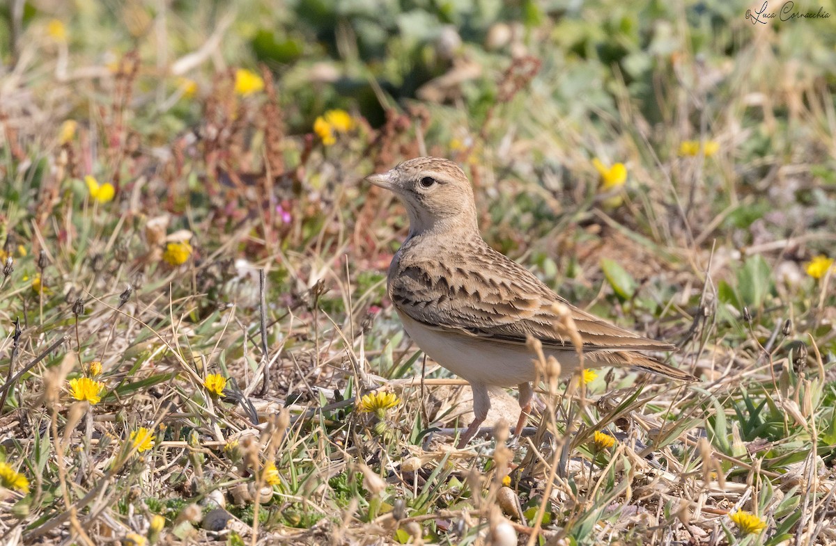 Greater Short-toed Lark - ML320685941