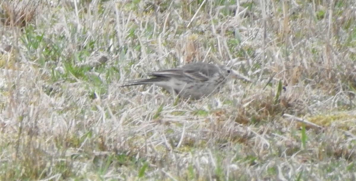 American Pipit - ML320686111