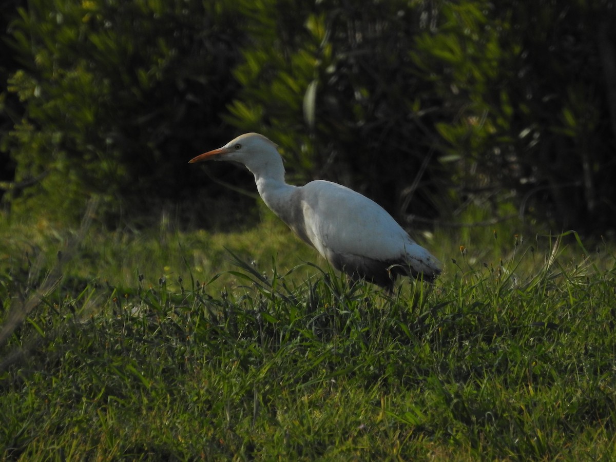 Western Cattle Egret - ML320686921