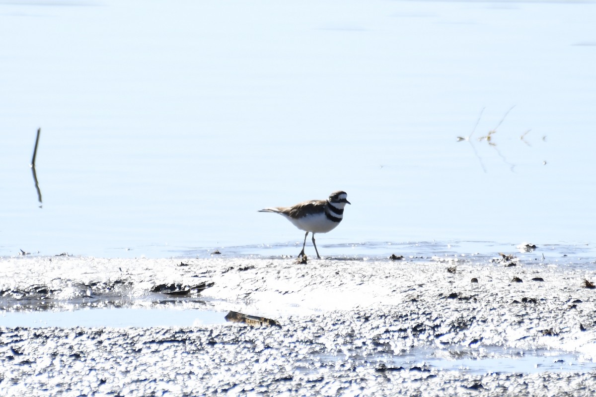 Killdeer - ML320688321