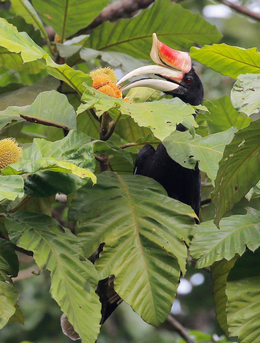 Rhinoceros Hornbill - ML32068851