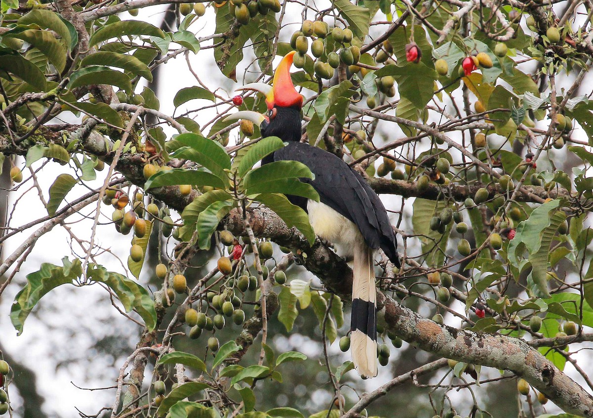 Rhinoceros Hornbill - ML32068861