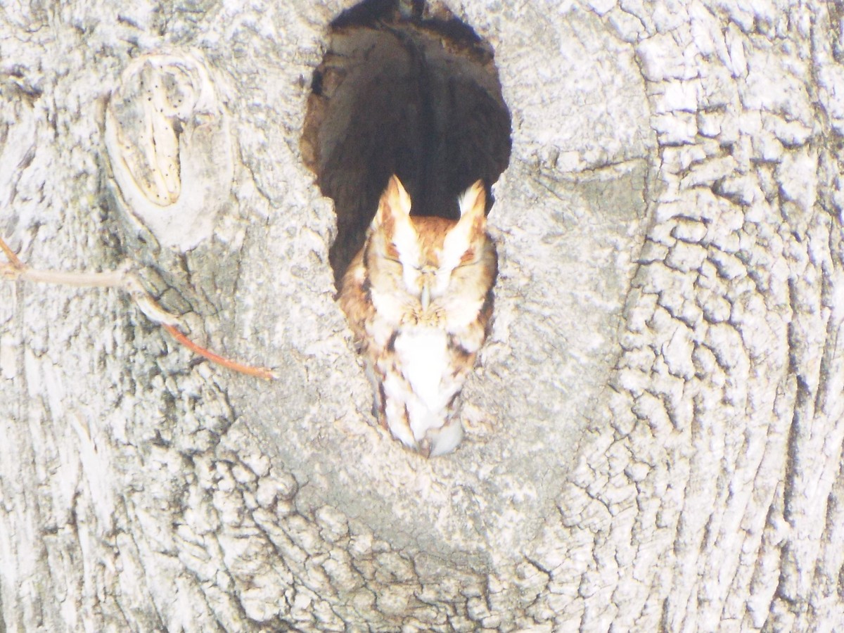 Eastern Screech-Owl (Northern) - ML320688961
