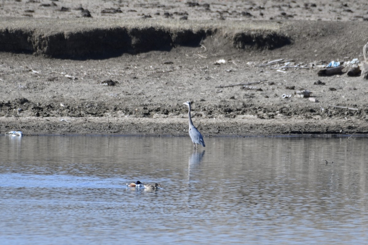 Great Blue Heron - ML320689281