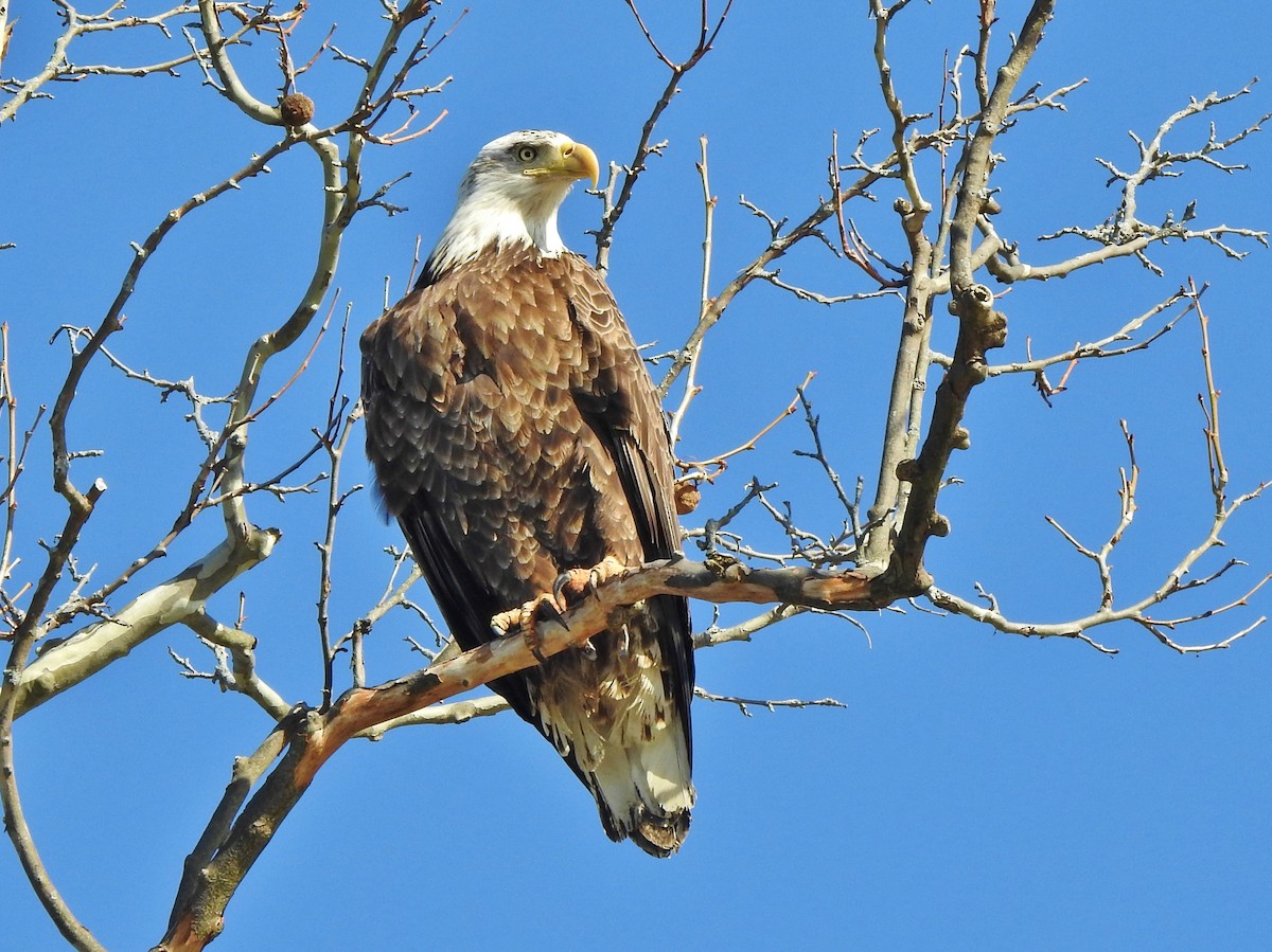 Bald Eagle - ML320693211