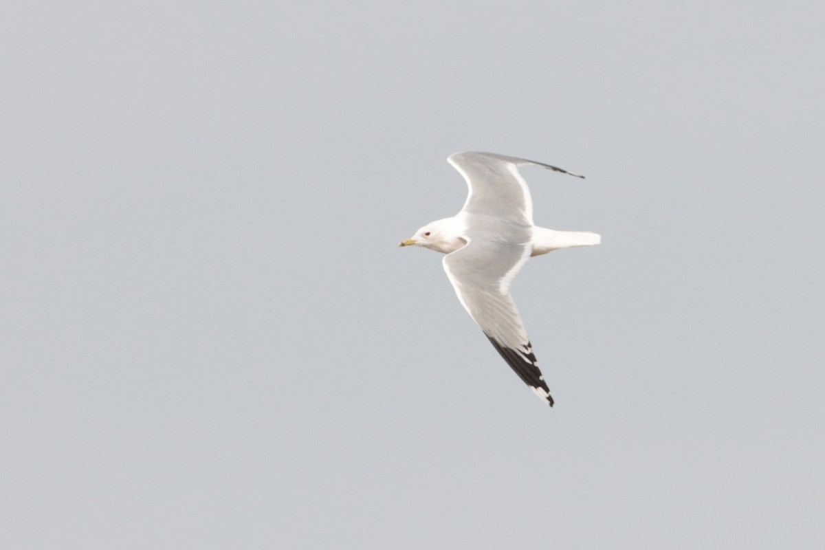 Gaviota Cana - ML320694211