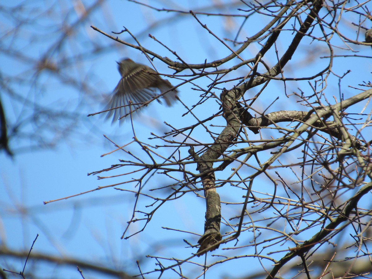 Golden-crowned Kinglet - ML320694471