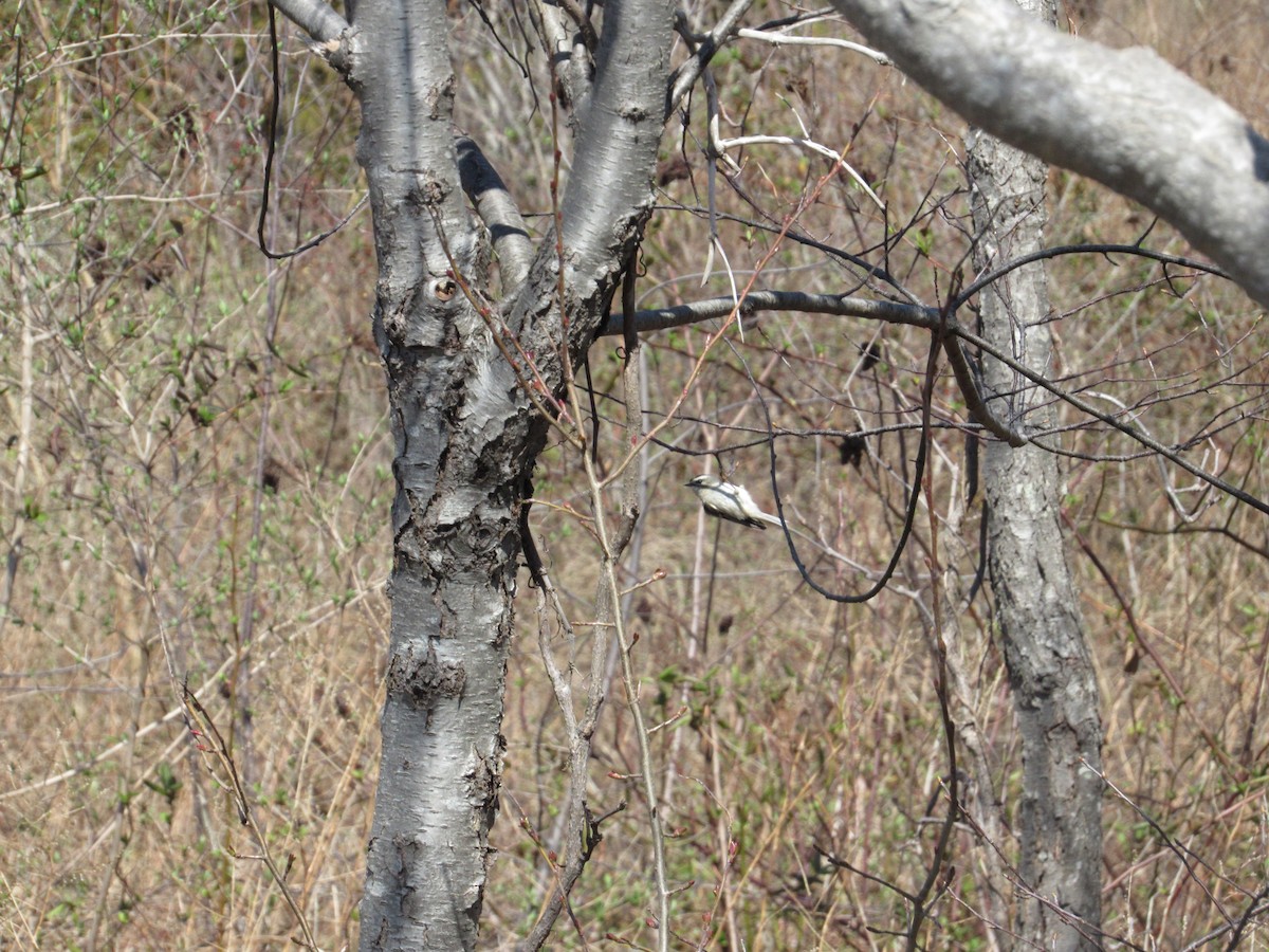 Golden-crowned Kinglet - ML320694501