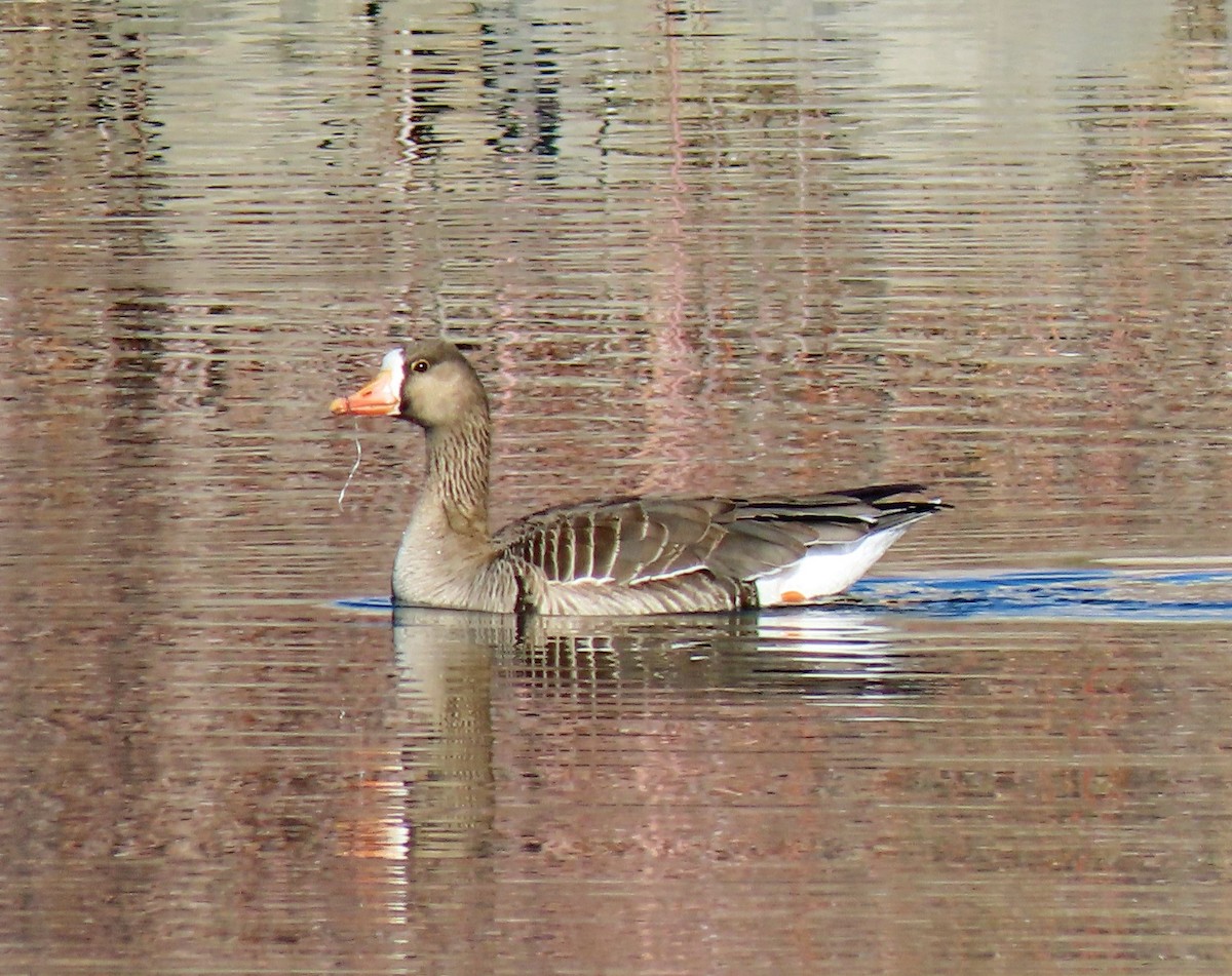 Greater White-fronted Goose - ML320695301