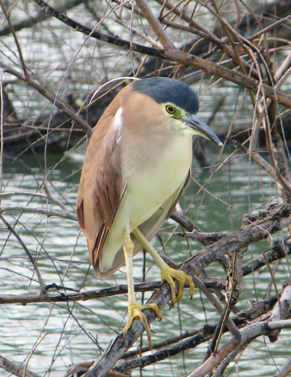 Nankeen Night Heron - Jennifer Smith