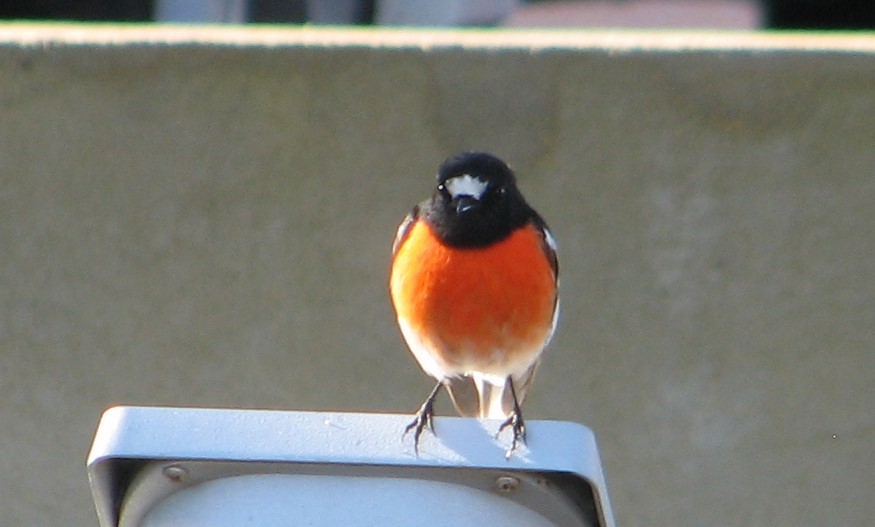 Scarlet Robin - Jennifer Smith