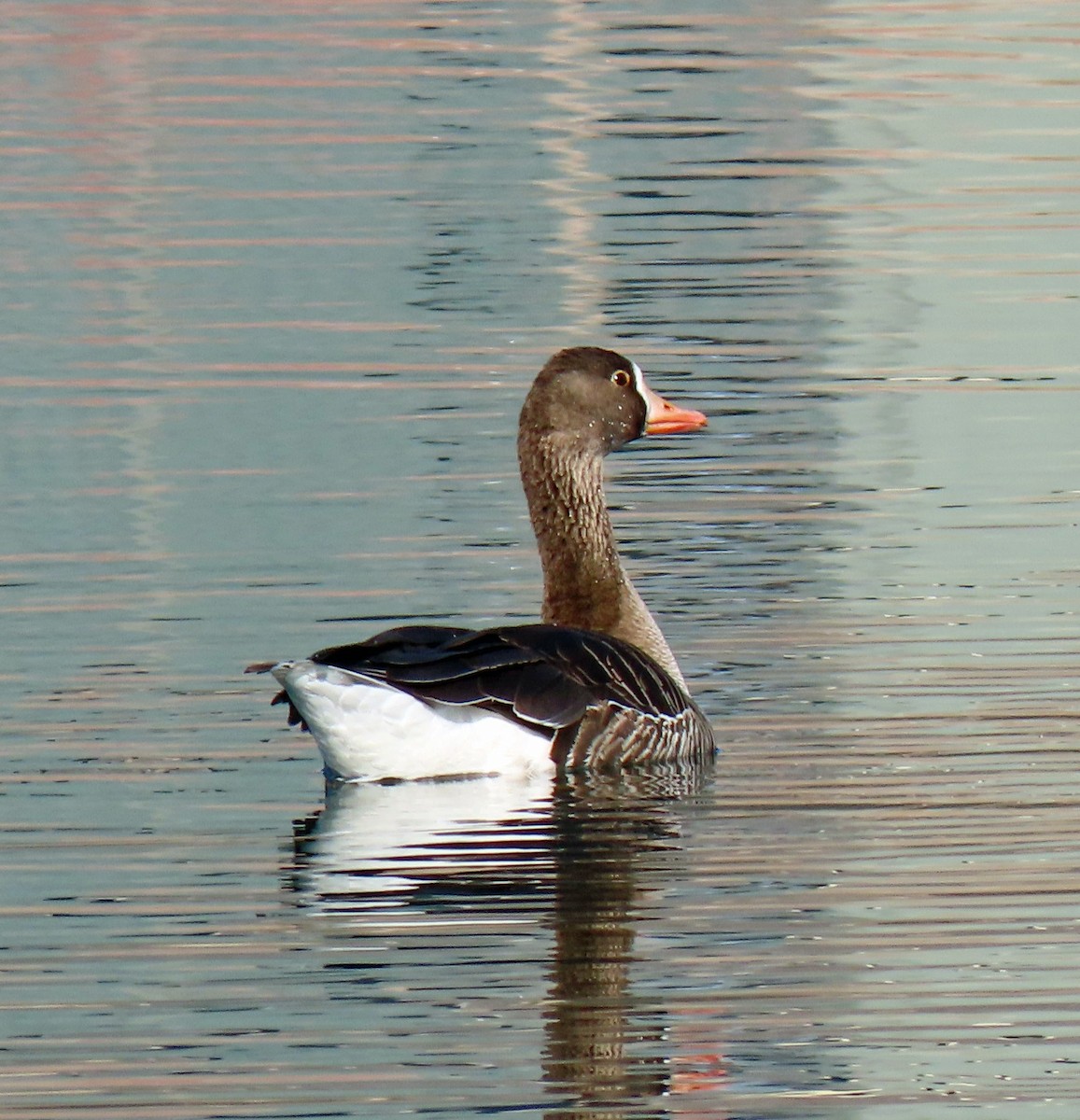 Greater White-fronted Goose - ML320695641