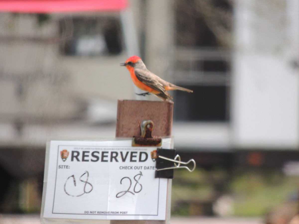 Vermilion Flycatcher - ML320697311