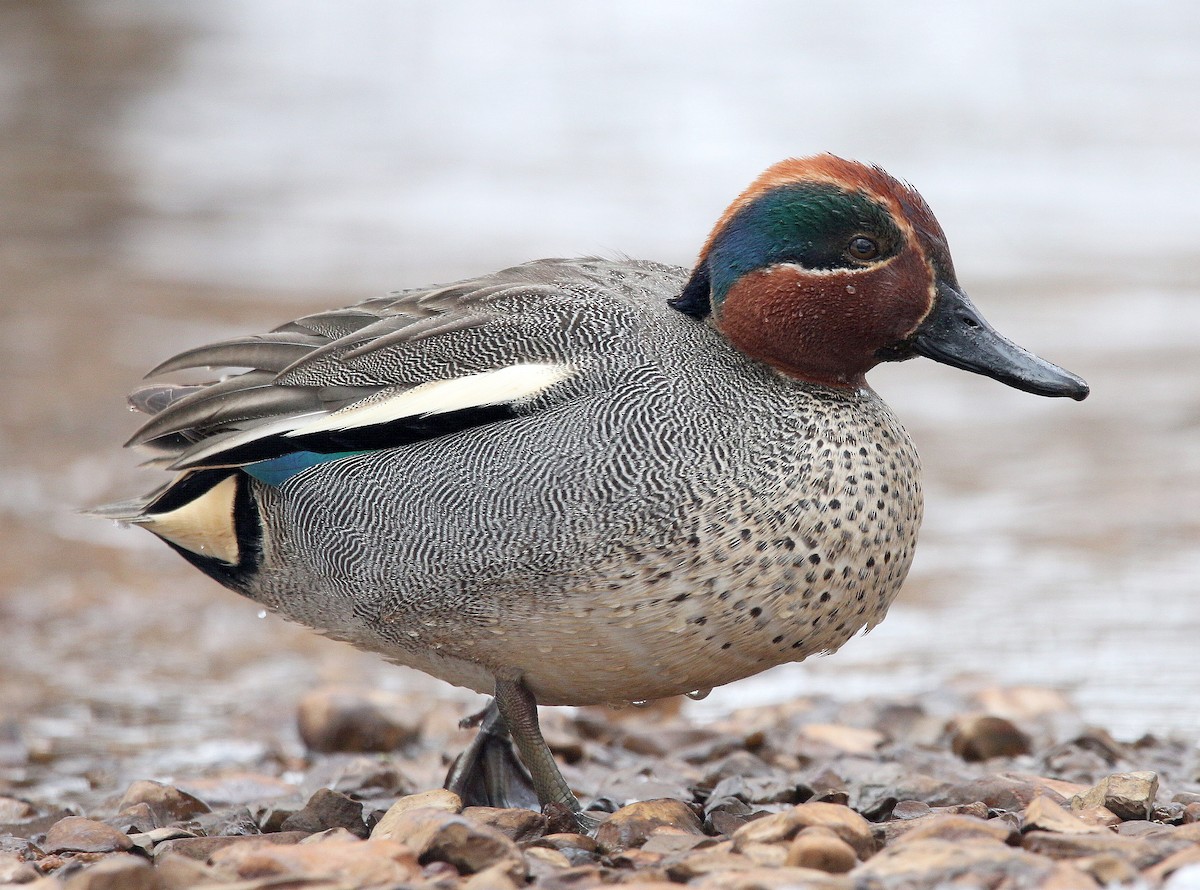 Green-winged Teal (Eurasian) - ML320700141