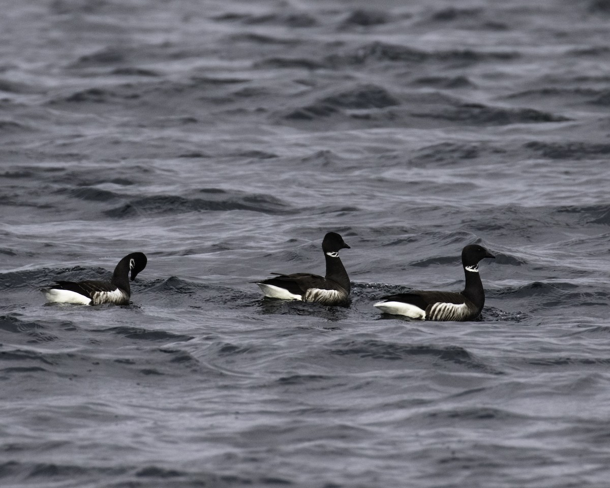 Brant (Black) - ML320701541