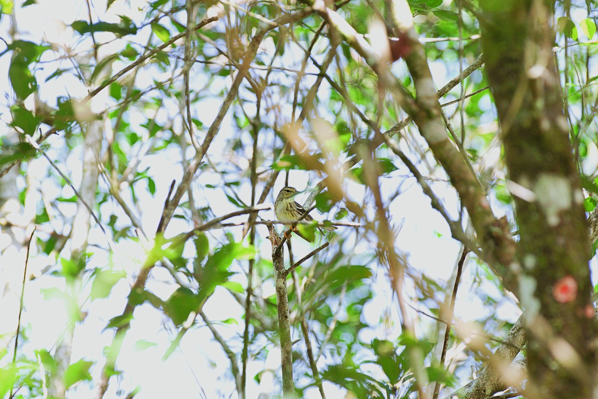 Blackpoll Warbler - Fernando Lotto