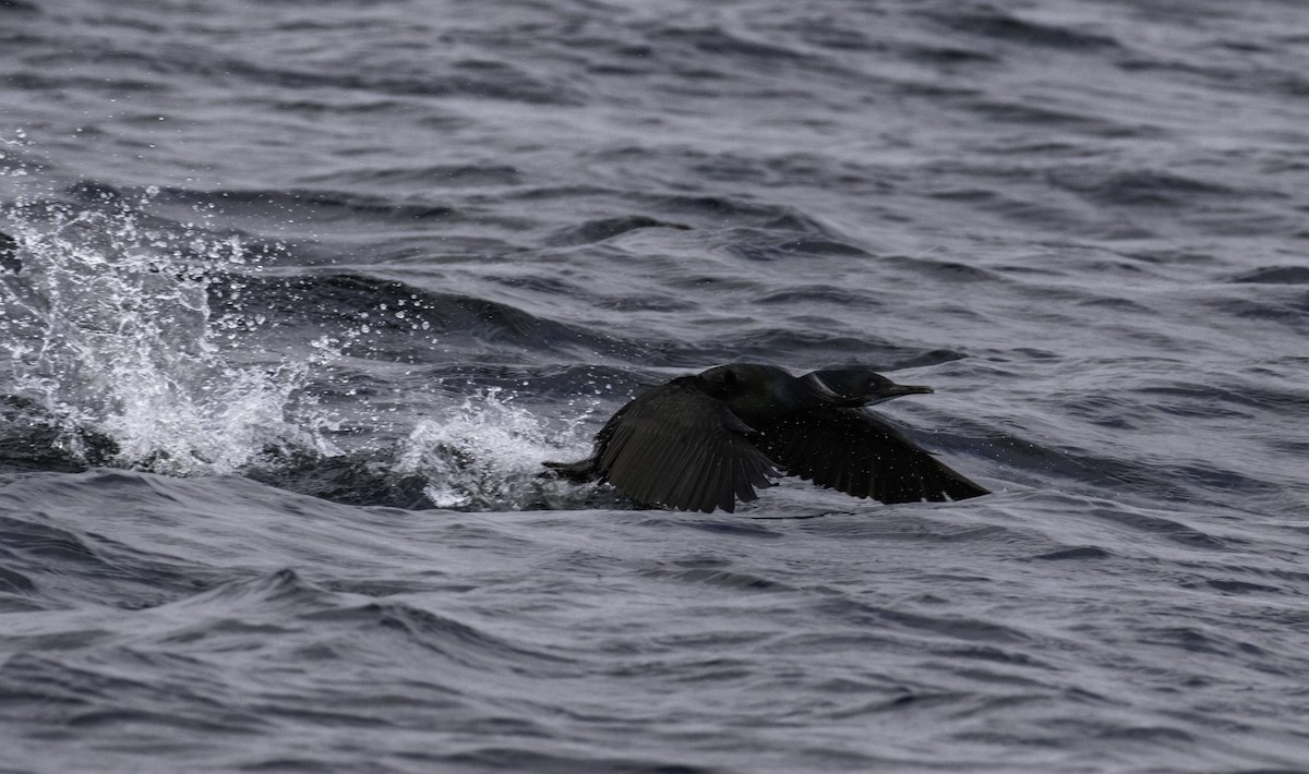 Brandt's Cormorant - ML320702231