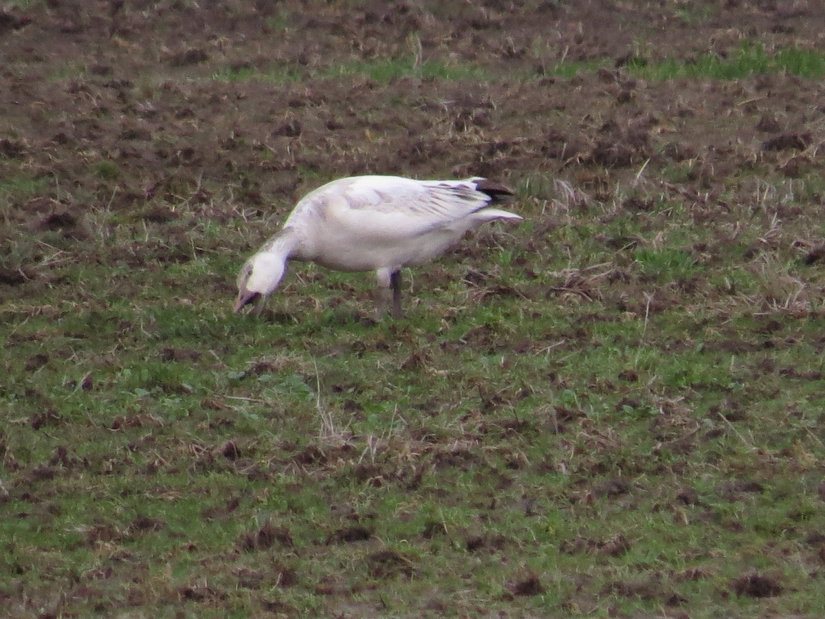 Snow Goose - ML320702321