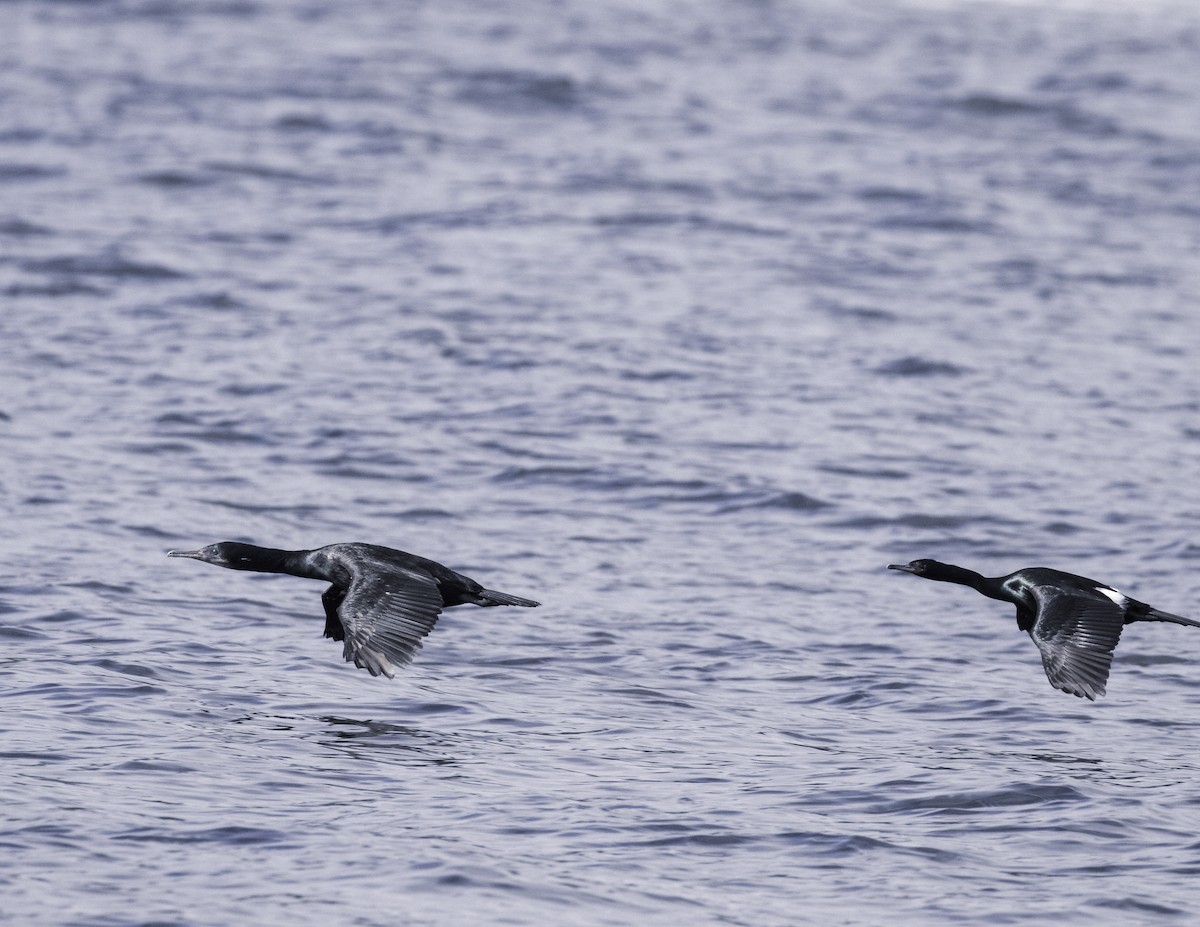 Pelagic Cormorant - ML320702571