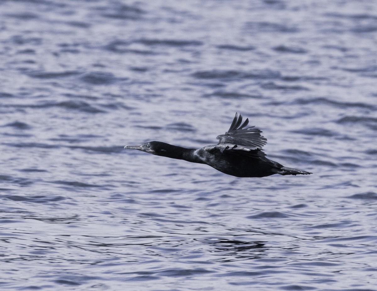 Pelagic Cormorant - ML320702591