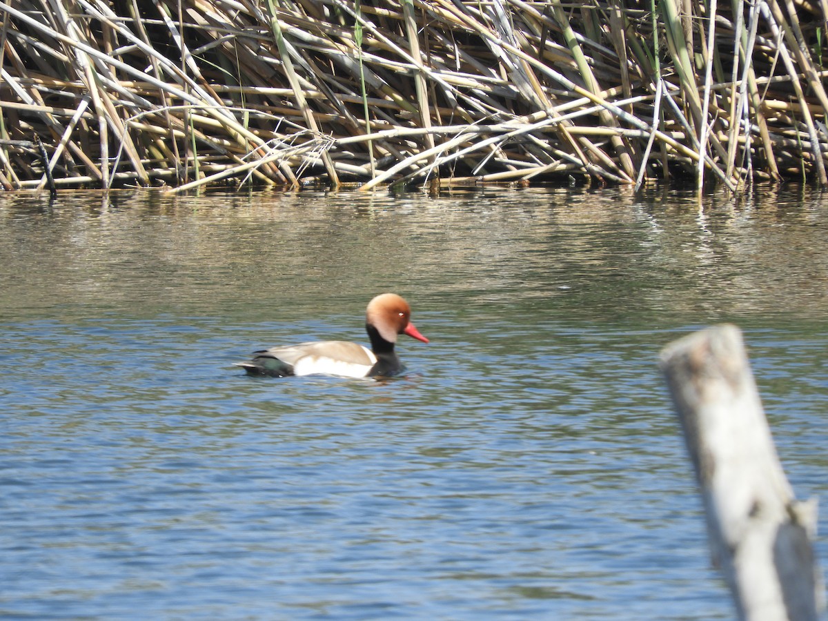 Red-crested Pochard - Alba Sanjuán