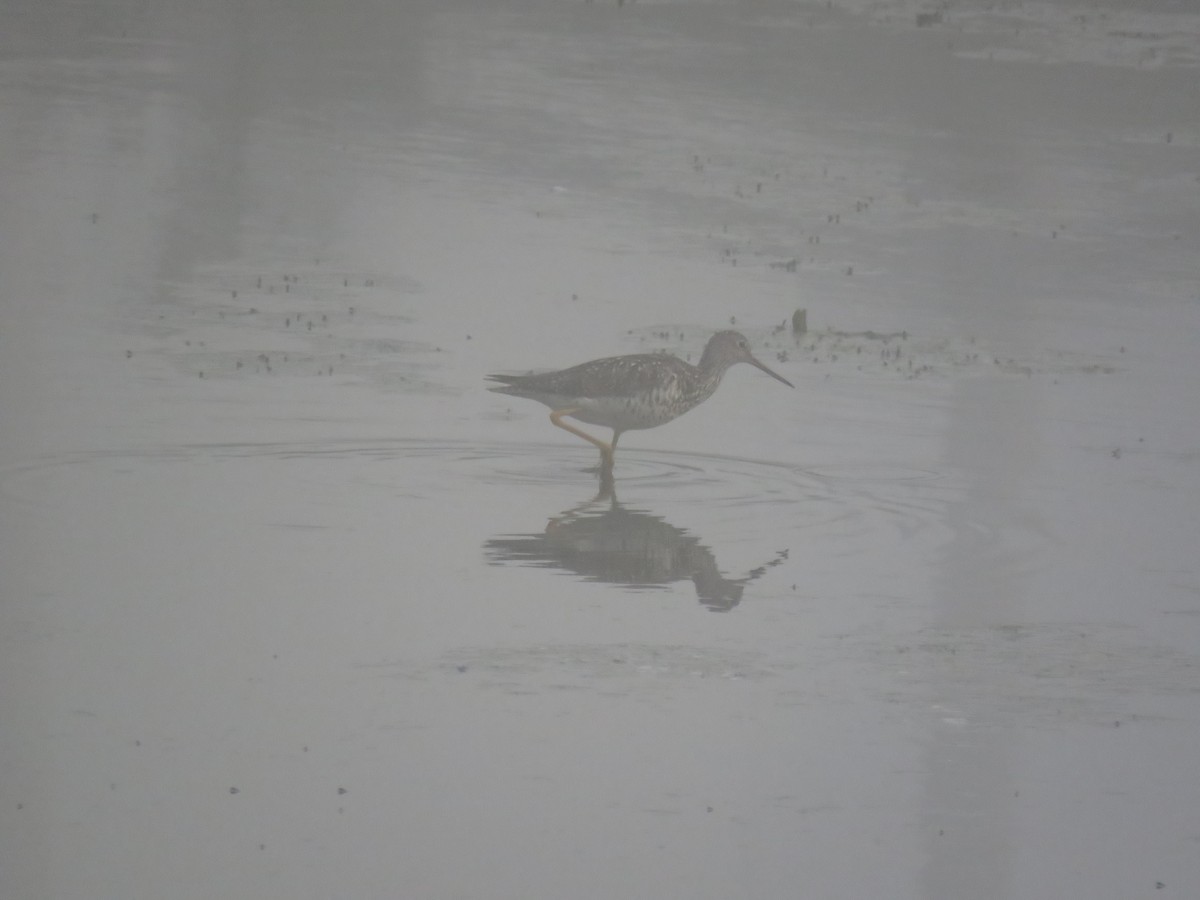 Greater Yellowlegs - ML32070481