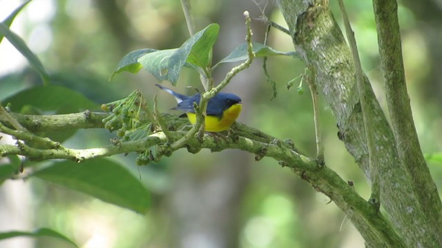 Tropical Parula - ML320705081