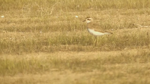 Caspian Plover - ML320707791